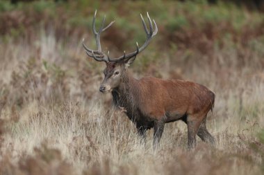Geyik doğal ortamında. Levha, çiftleşme mevsiminde dişilerin dikkatini çekmek için geyikler tarafından yapılan bir çağrıdır.. 