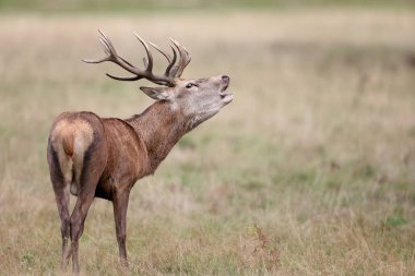 Geyik doğal ortamında. Levha, çiftleşme mevsiminde dişilerin dikkatini çekmek için geyikler tarafından yapılan bir çağrıdır.. 