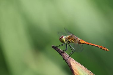 Bir bitkinin üzerinde kan kırmızısı sempetrum (Sympetrum sanguineum).