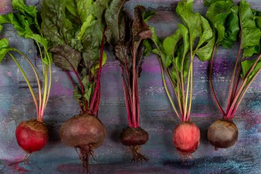 Taze toplanmış kırmızı pancarlar. Bahçeden taze sinek turşusu