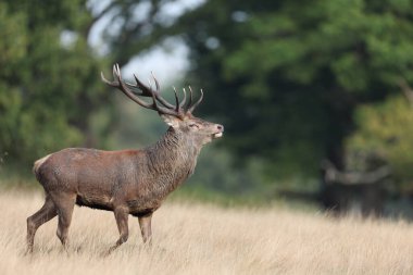 Geyik doğal ortamında. Levha, çiftleşme mevsiminde dişilerin dikkatini çekmek için geyikler tarafından yapılan bir çağrıdır.. 