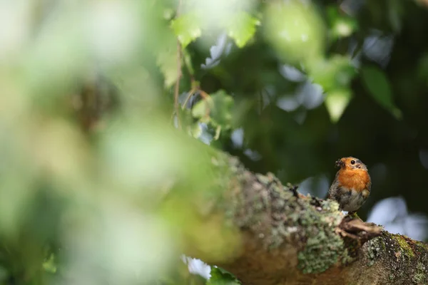 Europese Robin Erithacus Rubecula Die Een Insect Zijn Bek Houdt — Stockfoto
