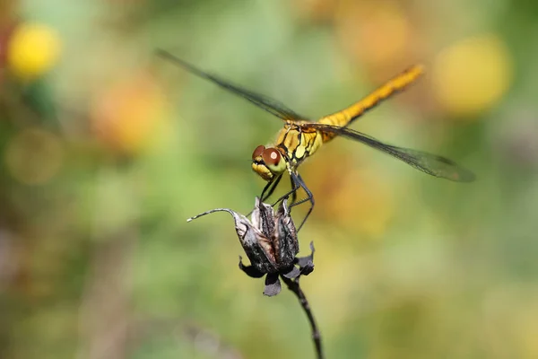 Dragonfly Sympetrum Amarelo Dourado Flaveola Sympetrum Uma Planta — Fotografia de Stock