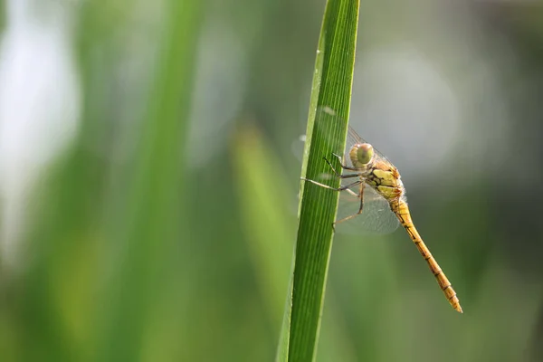 Dragonfly Golden Yellow Sympetrum Sympetrum Flaveola Plant — Stock Photo, Image