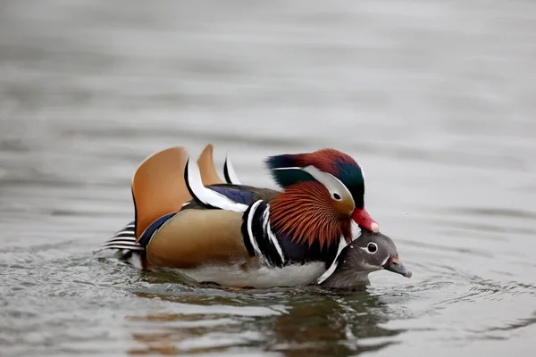 stock image Mandarin ducks in a park in Paris, Ile de France, France.