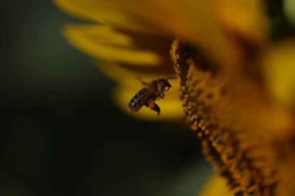Медовая Пчела Apis Mellifera Кормящаяся Подсолнухе — стоковое фото