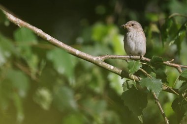 Benekli sinekkapan (Muscicapa striata) dal.