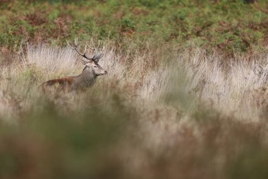 Geyik doğal ortamında. Levha, çiftleşme mevsiminde dişilerin dikkatini çekmek için geyikler tarafından yapılan bir çağrıdır.. 