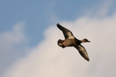 Female mallard duck in a park in Paris, Ile de France, France.