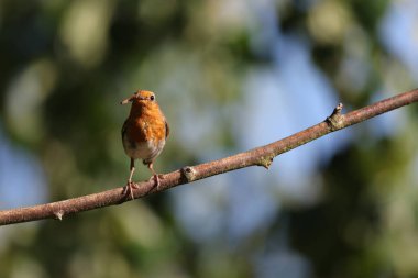 Avrupalı Robin (Erithacus rubecula) gagasında bir böcek tutuyor.