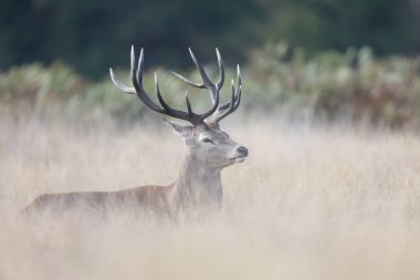 Geyik doğal ortamında. Levha, çiftleşme mevsiminde dişilerin dikkatini çekmek için geyikler tarafından yapılan bir çağrıdır.. 
