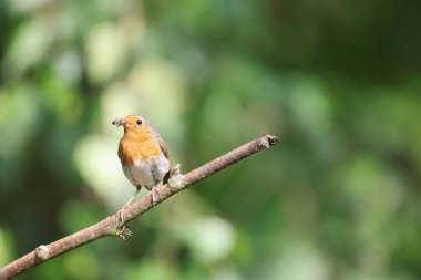 Avrupalı Robin (Erithacus rubecula) gagasında bir böcek tutuyor.