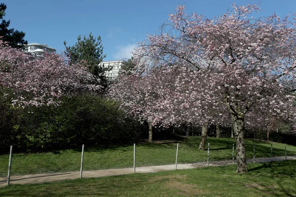 Kirschblüten Einem Park Paris Ile France Frankreich — Stockfoto