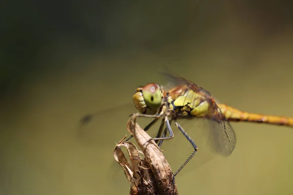 Dragonfly Guldgul Sympetrum Eller Sympetrum Flaveola Växt — Stockfoto