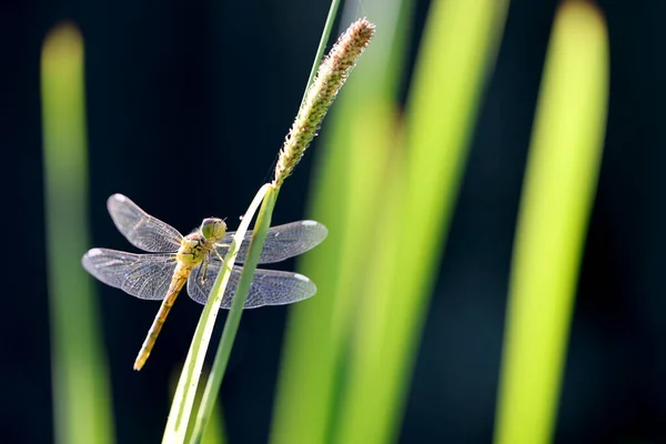 Dragonfly Sympetrum Amarelo Dourado Flaveola Sympetrum Uma Planta — Fotografia de Stock