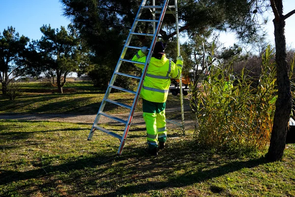 ESAT of the ADAGES association. Work Assistance Establishment and Services. Disabled workers during green space maintenance workshops. Workers must clear trees of caterpillar nests.