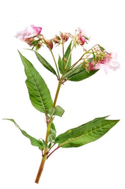 Himalayan balsam, impatiens glandulifera, is a species of flowering plant in the Balsaminaceae family isolated on white clipart