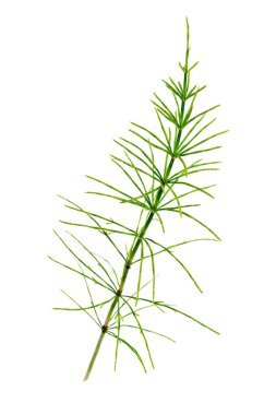 The field horsetail, Equisetum arvense, is a herbaceous perennial fern belonging to the Equisetaceae family, a group of plants that proliferated several hundred million years ago. It belongs to the group of Pteridophytes clipart