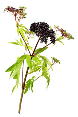 Sambucus ebulus, elderberry with erect and toxic fruits, the rest of the plant contains medicinal uses isolated on white clipart