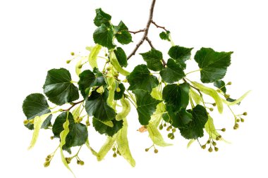 Linden flowers and leaves, flowers have many medicinal properties isolated on white background clipart