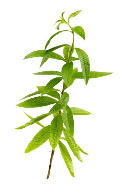 Close-up of aromatic lemon verbena isolated on white background clipart