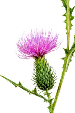 Milk thistle is a species of flowering plant in the Asteraceae family, the only known representative of the Silybum genus, mainly used for liver disorders clipart