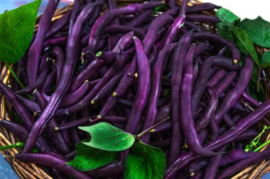 Melissa fasülyeleri (Fas vulgaris) bir sepetin içinde.