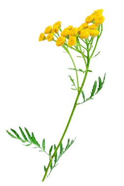 Tansy çiçekleri veya tanasetum vulgare, beyaz arka planda izole edilmiş tıbbi bitki.