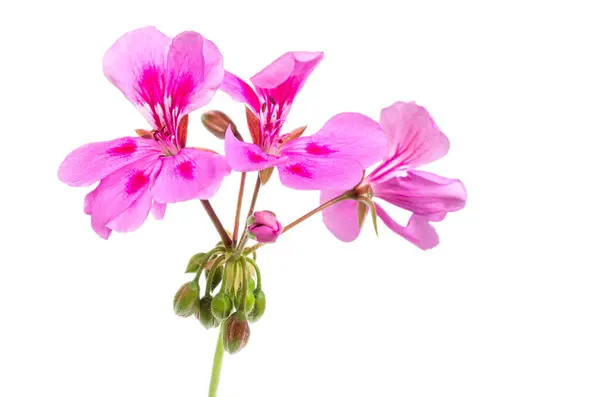 白で隔離されたピンクの花 — ストック写真