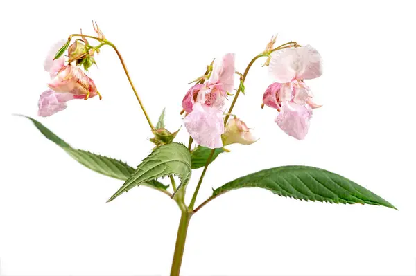 Himalayan Balsam Impatiens Glandulifera Species Flowering Plant Balsaminaceae Family — Stock Photo, Image