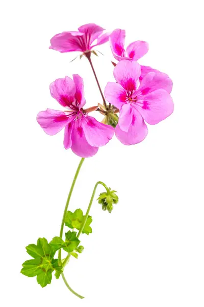 Roze Bloemen Van Roze Geranium Geïsoleerd Wit — Stockfoto