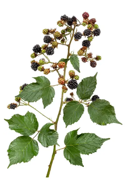 Blackberry Fruit Bramble Here Fresh Blackberries Stem Bramble Isolated White — Stock Photo, Image