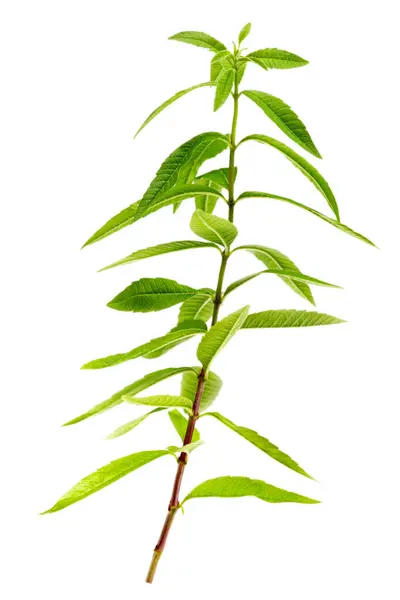 Close Lemon Verbena Aromatic Plant Isolated White Background — Stock Photo, Image