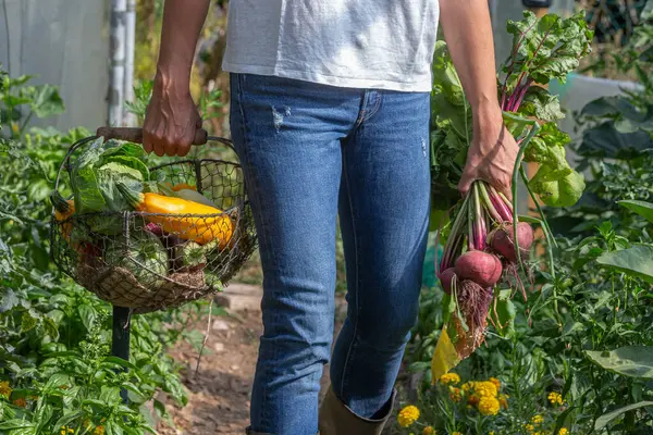 Vertical Close Basket Organic Vegetables Walking Greenhouse — Stock Photo, Image