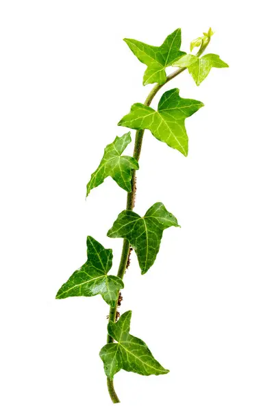 Green Leaves Climbing Ivy Isolated White Background — Stock Photo, Image