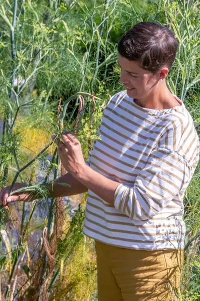 Young Woman Picking Branch Fennel Bloom — Stock Photo, Image