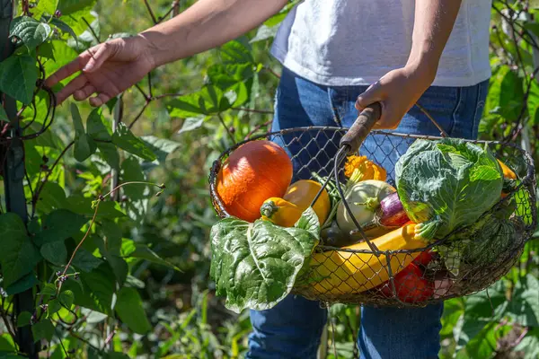 Picking Green Beans Basket Filled Vegetables Garden — Stock Photo, Image