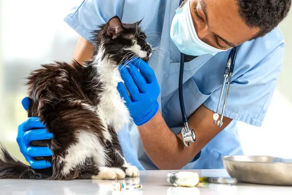 Veterinární Lékař Pozorující Kočičí Zuby Stock Fotografie