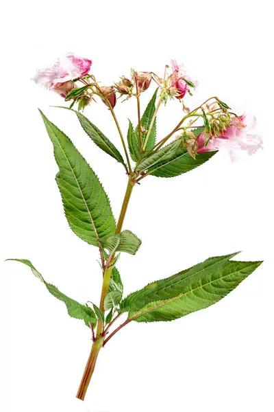 Himalaya Balsam Impatiens Glandulifera Ist Eine Blütenpflanze Aus Der Familie Stockbild