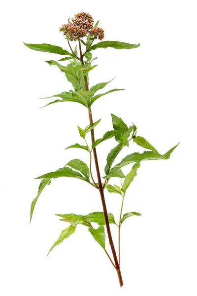 Eupatorium Cannabinum Oder Hanfblatt Eupatorium Isoliert Auf Weißem Hintergrund Stockfoto