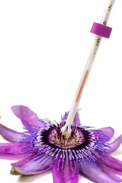 Iud Penetrating Passionflower Flower Symbolizing Uterus Royalty Free Φωτογραφίες Αρχείου