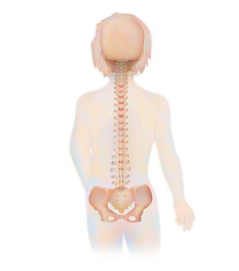 Omurga, beyaz zemin üzerinde anatomi