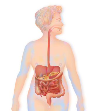 Digestive system, illustration on white background clipart