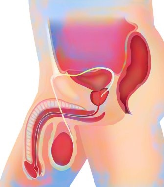Erkek üreme sistemi, beyaz arkaplanda çizim
