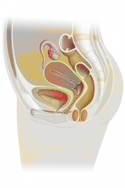 Beyaz arka planda kadın üreme sisteminin anatomisi