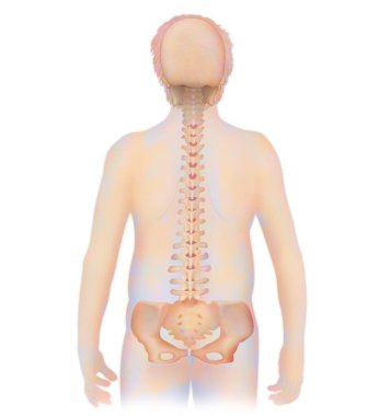 Omurga, beyaz arkaplanda anatomi çizimi    