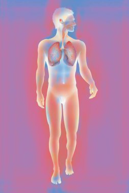 Solunum yolu. Tıbbi çizim, insan anatomisi.