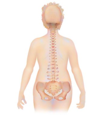 Omurga, beyaz zemin üzerinde anatomi