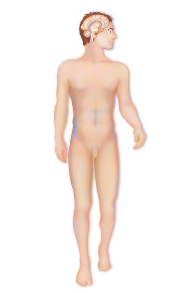 Анатомия мозга человека, рисование центральной нервной системы