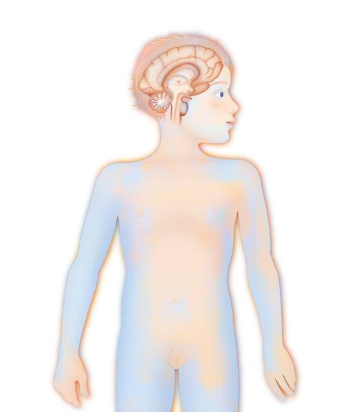 Анатомия мозга человека, рисование центральной нервной системы